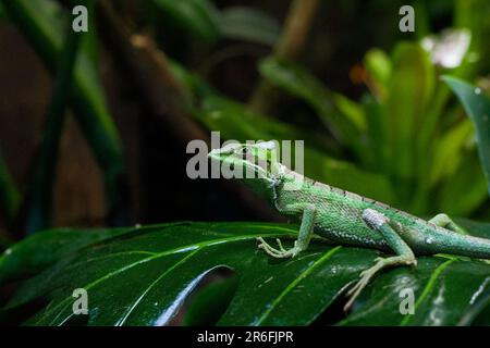 A side profile close up of a cone-lizard lizard sitting on a leaf surrounded by green plants Stock Photo