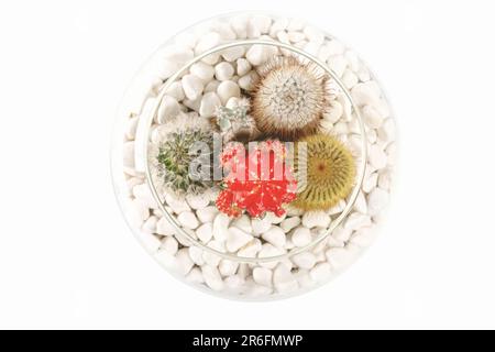 An assortment of small, bright cactus plants in a glass jar filled with white pebbles Stock Photo