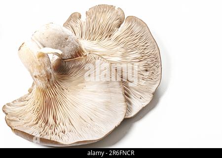 A single white mushroom isolated on a white background, with detailed texture and shape visible Stock Photo