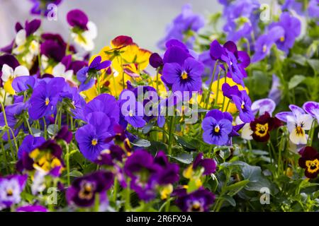 Viola tricolor decorative flowers growing in a garden on a summer day. Macro photo with selective soft focus Stock Photo