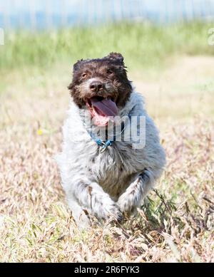 Wirehaired Pointing Griffon free in the nature Stock Photo