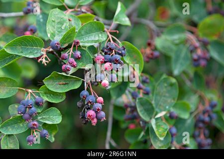 Fruits of the Amelanchier, (also known as shadbush, shadwood or shadblow, serviceberry or sarvisberry, or just sarvis, juneberry, saskatoon, sugarplum Stock Photo