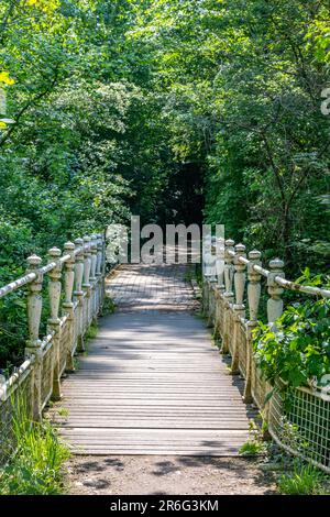 Hiking trail leading to an old bridge over a stream with abundant green vegetation in background, white metal railing and wooden platform, Dutch natur Stock Photo
