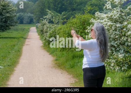 Mature female hiker standing taking a photo with her cell phone, footpath and leafy trees in a misty background, long gray hair, sunglasses, Dutch nat Stock Photo