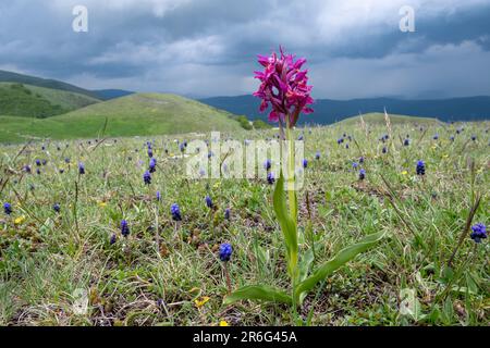 Elder-flowered orchid (Dactylorhiza sambucina) among other wildflowers in the Apennine mountains in Umbria, Italy, Europe Stock Photo