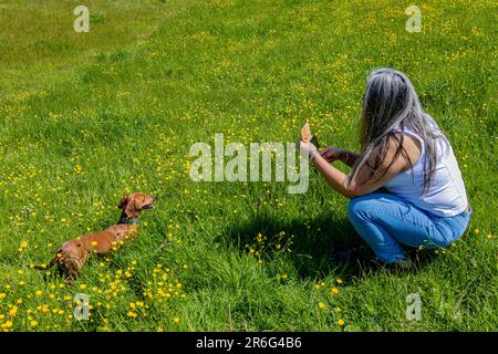 Mature woman squatting taking photos with her mobile phone to her brown dachshund that stands between green grass with small yellow flowers, sunny day Stock Photo