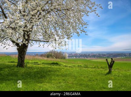 Spring scenic with white  flowering cherry trees, view to the city Neuburg an der Donau Stock Photo