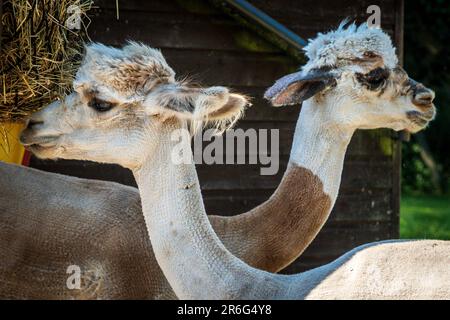 Not a Push Me Pull You just two Alpacas looking in different directions. Stock Photo