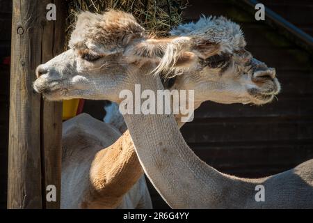 Not a Push Me Pull You just two Alpacas looking in different directions. Stock Photo