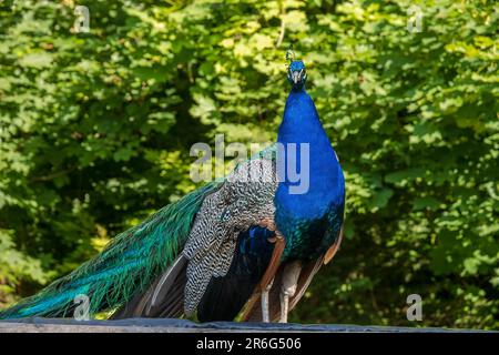 Male peacock sitting on a fence. Stock Photo