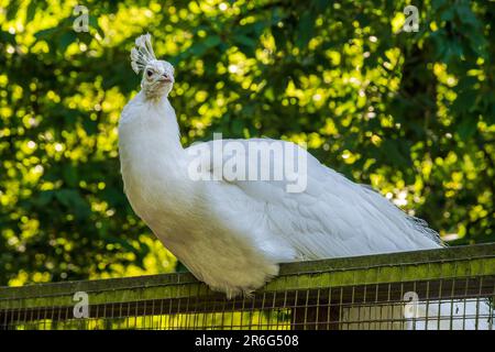Albino male peacock sitting on a fence. Stock Photo