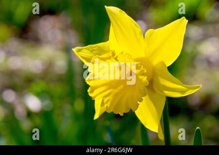 Daffodil (narcissus), close up of a single isolated flower, backlit in the spring sunshine against an out of focus background. Stock Photo