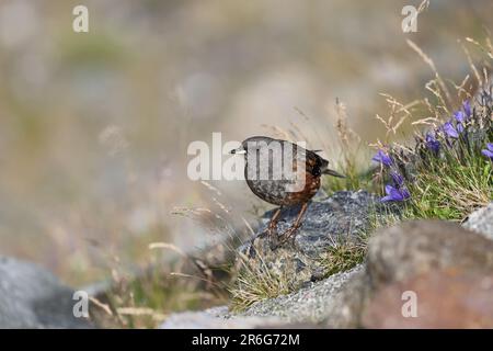Alpine accentor (Prunella collaris) in Japan Stock Photo