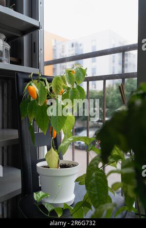 Hot chili pepper bush NuMex Pumpkin Spice Chili in a white pot grown at home on the balcony. Stock Photo