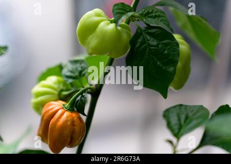 Close-up of the fruits of hot chili peppers Habanero Mustard Chili grown at home on the balcony. Stock Photo