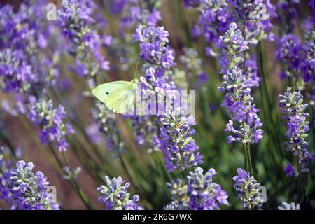 Closeup of a lavender plant with a small white cabbage butterfly on a sunny day in early summer. Horizontal image with selective focus Stock Photo