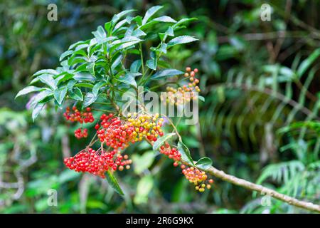 Schinus terebinthifolia is a species of flowering plant in the cashew family, Anacardiaceae. It's common names include Brazilian peppertree, aroeira, Stock Photo
