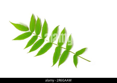 Leaf from vinegar tree against white background Stock Photo