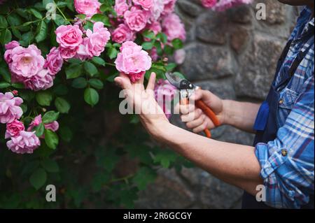Close-up hands of gardener-florist using garden scissors, cut roses in flowering bush, caring for the estate courtyard Stock Photo