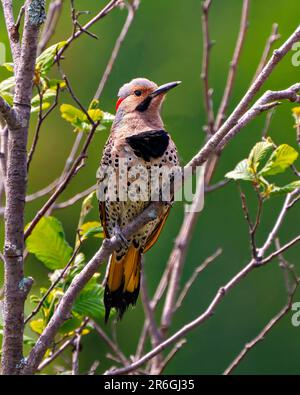 Northern Flicker male front view close-up perched on a branch with blur green background in its environment and habitat surrounding during bird mating Stock Photo
