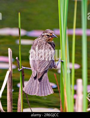 Red-Winged Blackbird female close-up rear view, perched on a cattail foliage with blur green background in its environment and habitat surrounding. Stock Photo