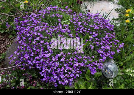 Blooming Aubrieta Hybrida. A group of small purple  Aubrieta hybrida flowers.  Cruciferae. Cascade Blue Stock Photo