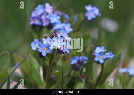 Blooming blue Forget-Me-Nots. Forget-Me-Not flower in nature Stock Photo