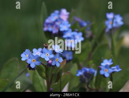 Blooming blue Forget-Me-Nots. Forget-Me-Not flower in nature Stock Photo