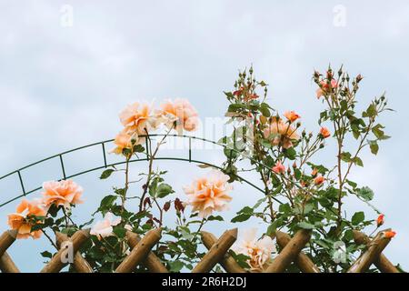 Climbing pink roses in summer garden, blue sky on background Stock Photo
