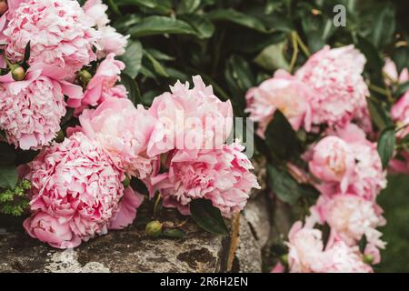 Beautiful pink peonies blooming in spring garden Stock Photo