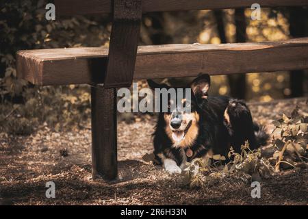 A Tri-Colour Border Collie Takes Shelter From The Sun Under A Park Bench During Hot Weather Stock Photo