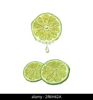 Watercolor Ripe Lime slices with dripping juice isolated on white background. Botanical illustration of summer cold cocktail ingredient for menu Stock Photo