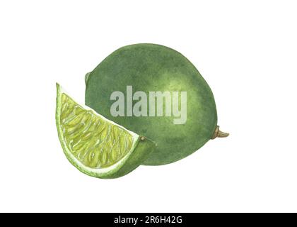 Watercolor set of slices and whole limes isolated on white background. Botanical illustration for menu, cocktail party, flyer, posters Stock Photo