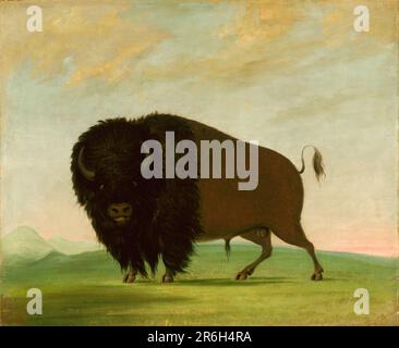 Buffalo Bull, Grazing on the Prairie. oil on canvas. Date: 1832-1833. Museum: Smithsonian American Art Museum. Stock Photo