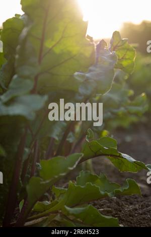 The beet plant grows in the soil Stock Photo
