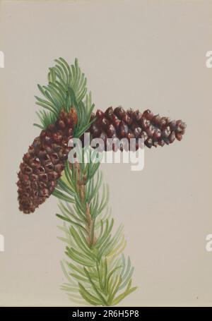 Bristle-Cone Pine (Pinus aristata). Watercolor on paper. Date: ca. 1930s. Museum: Smithsonian American Art Museum. Stock Photo