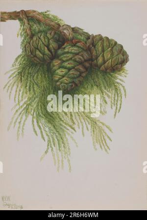 Sequoia (Sequoia gigantea). Date: 1896. Watercolor on paper. Museum: Smithsonian American Art Museum. Stock Photo