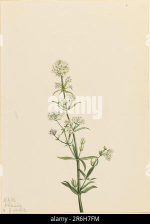 Northern Bedstraw (Galium boreale). Date: 1922. Watercolor on paper. Museum: Smithsonian American Art Museum. Stock Photo