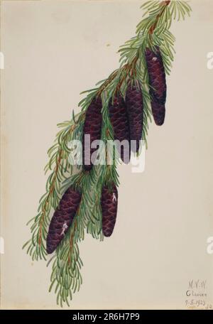 Mountain Hemlock (Tsuga mertensiana). Watercolor on paper. Date: 1923. Museum: Smithsonian American Art Museum. Stock Photo