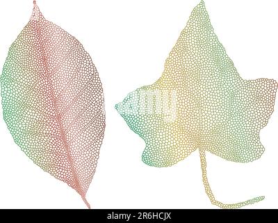 two colorful leaves with delicate texture, vector background Stock Vector