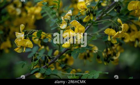 Bee making honey. Flowering tree and bee making honey on it Stock Photo