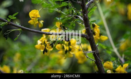 Bee making honey. Flowering tree and bee making honey on it Stock Photo