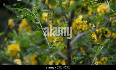 Bee making honey. Flowering tree and bee making honey on it Stock Photo