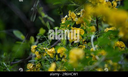 Bee making honey. Flowering tree and bee making honey on it Stock Photo