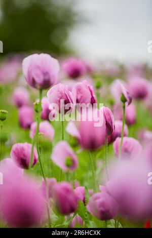 Lila Mohn Feld bei Bad Salzufeln in der Blütezeit, Papaver, Papaver somniferum, Ostwestfalen Lippe, NRW, Deutschland, Europa Stock Photo