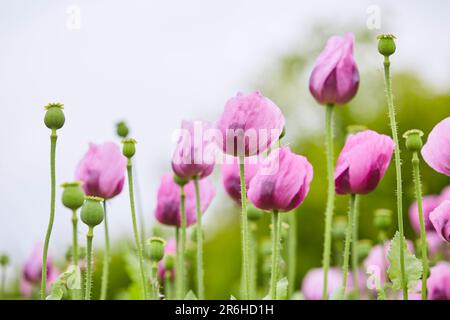 Lila Mohn Feld bei Bad Salzufeln in der Blütezeit, Papaver, Papaver somniferum, Ostwestfalen Lippe, NRW, Deutschland, Europa Stock Photo