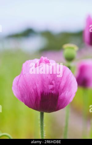 Lila Mohn Feld bei Bad Salzufeln in der Blütezeit, Papaver, Papaver somniferum, Ostwestfalen Lippe, NRW, Deutschland, Europa Stock Photo