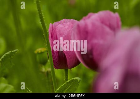 Lila Mohn Feld bei Bad Salzufeln in der Blütezeit, Papaver, Papaver somniferum, Ostwestfalen Lippe, NRW, Deutschland, Europa Stock Photo