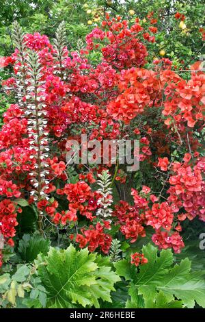 Outdoor perennial bougainvillea plant blossoms into colorful golden red flowers in the Spring and autumn Stock Photo