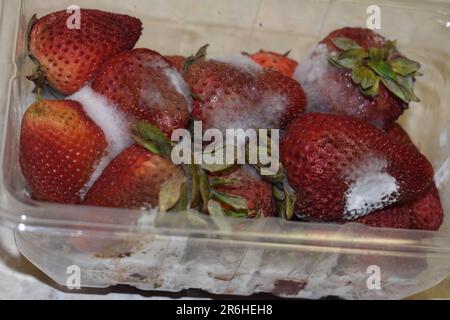 Strawberry Mold -  Australia